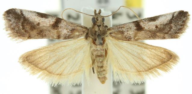 Assara holophragma