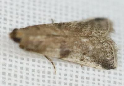 Ammatucha lathria