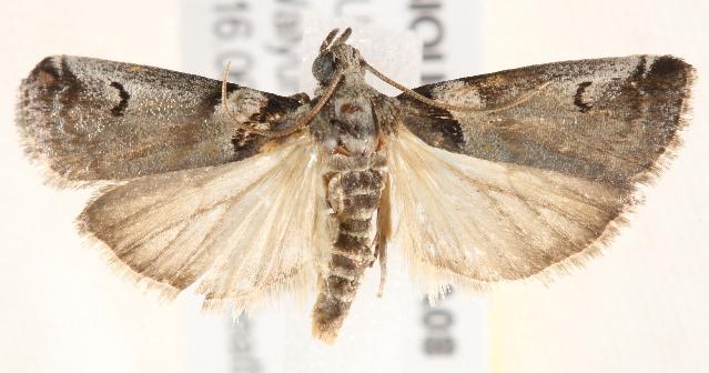 Assara leucarma