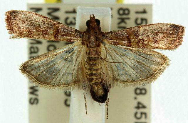 Hypargyria metalliferella