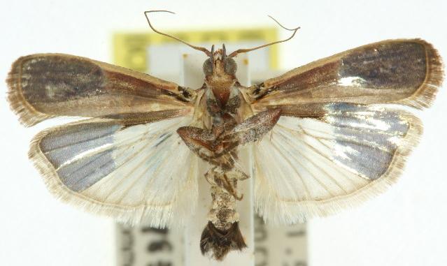 Hypargyria metalliferella