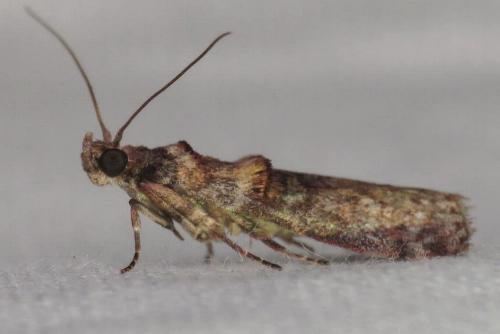 Hypargyria metalliferella