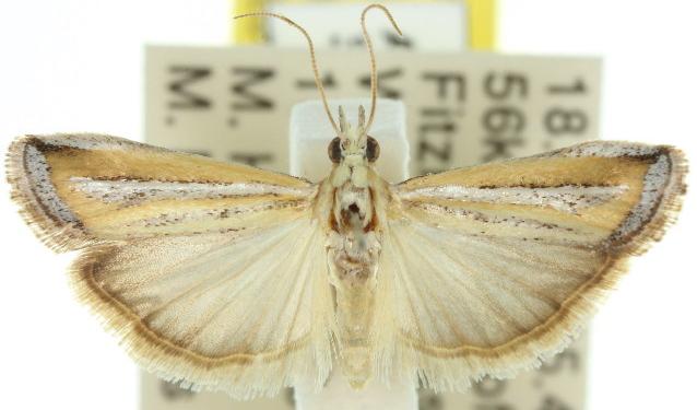 Heterochrosis molybdophora