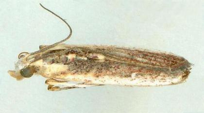 Cathyalia pallicostalis