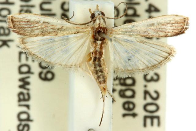 Cathyalia pallicostalis