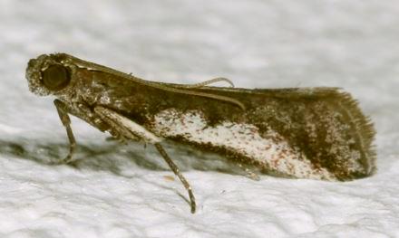 Assara subarcuella