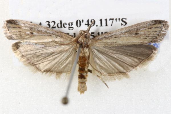 Faveria tritalis
