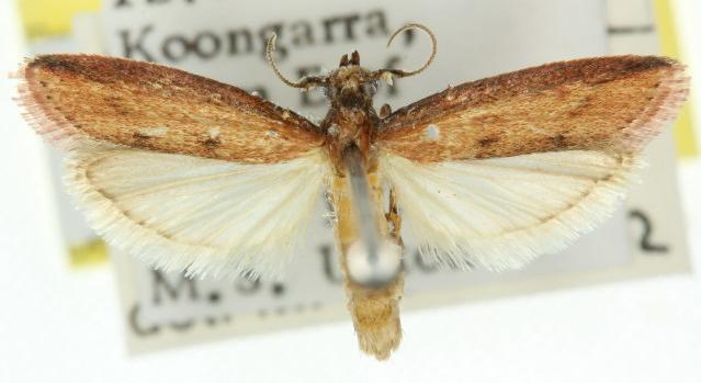 Comorta zophopleura