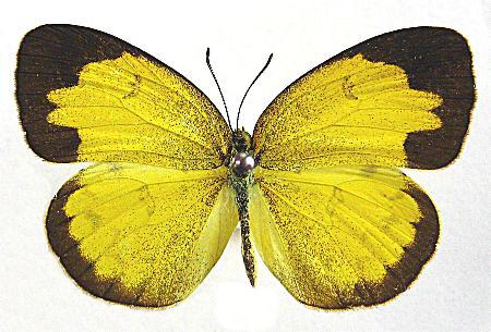 Eurema alitha