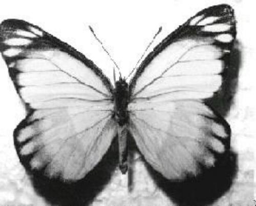 Delias argenthona