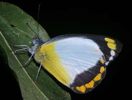 Delias ennia