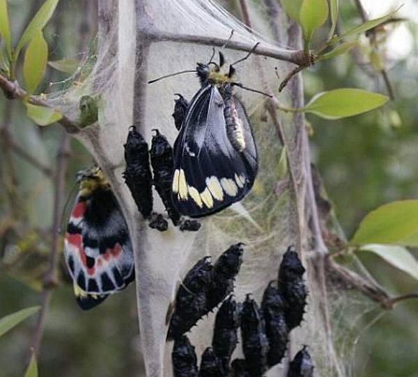 Delias harpalyce
