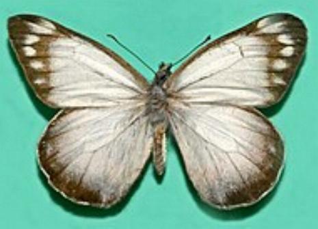 Delias harpalyce