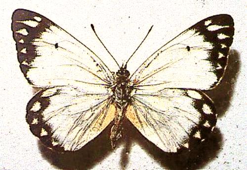 Belenois java male