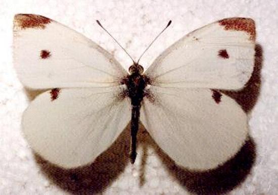 Pieris rapae