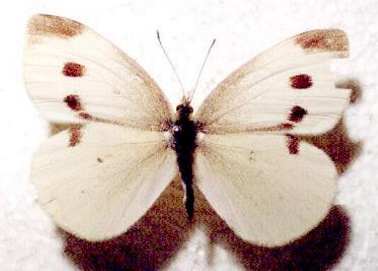 Pieris rapae