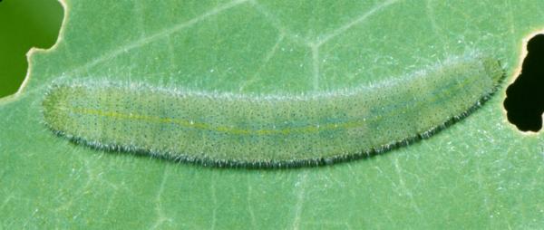 Pieris rapae