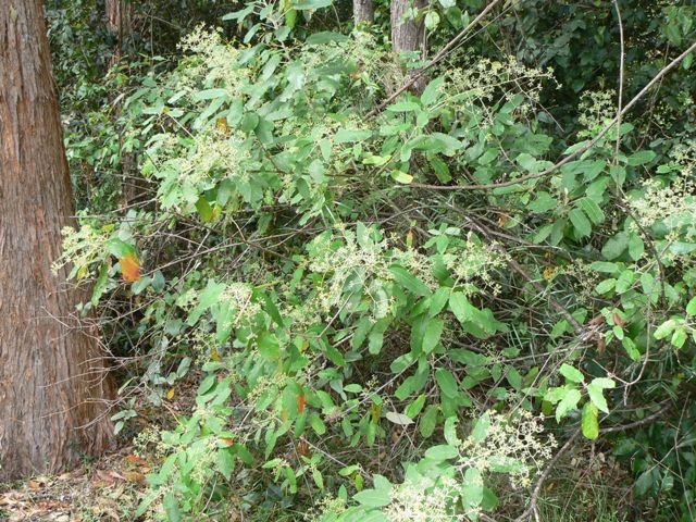 Astrotricha latifolia