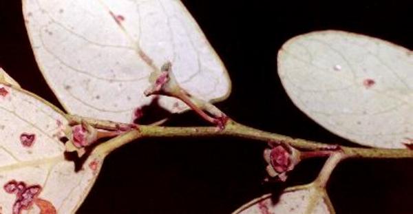 Breynia oblongifolia flowers