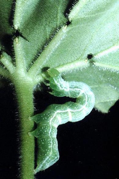 Chrysodeixis eriosoma