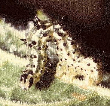 Anadevidia peponis