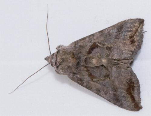 Anadevidia peponis