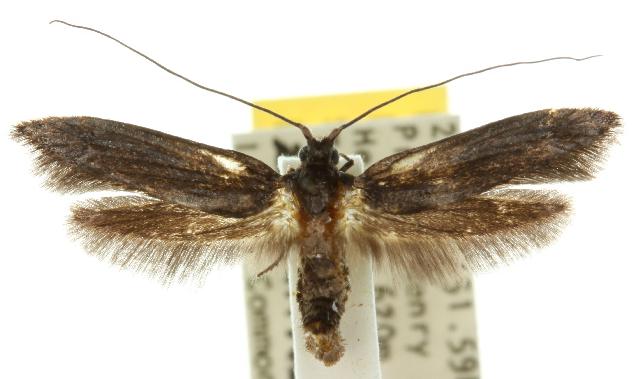 Tritymba pamphaea