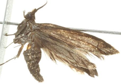 Tritymba pamphaea