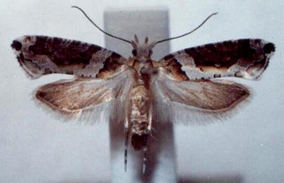 Diathryptica proterva