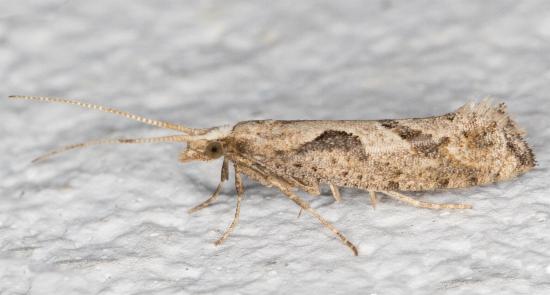 Leuroperna sera
