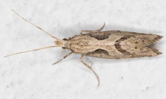 Leuroperna sera