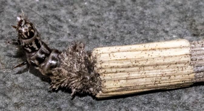 Lepidoscia arctiella