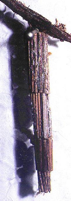 Lepidoscia arctiella
