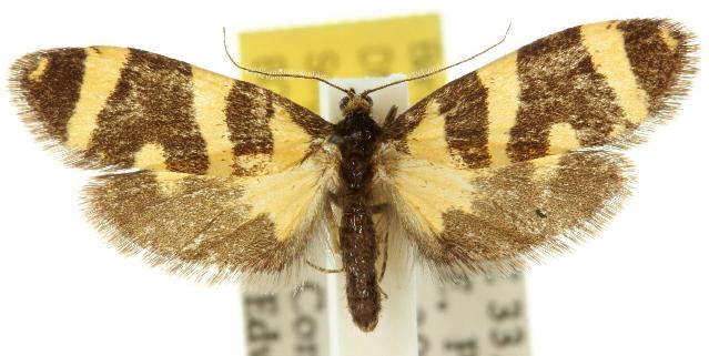 Lepidoscia arctiella