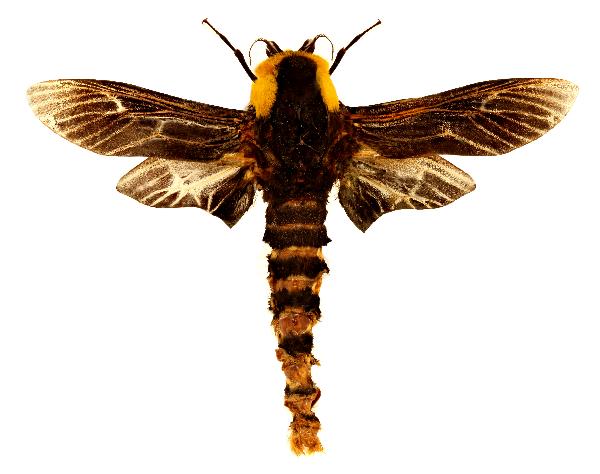 Metura aristocosma