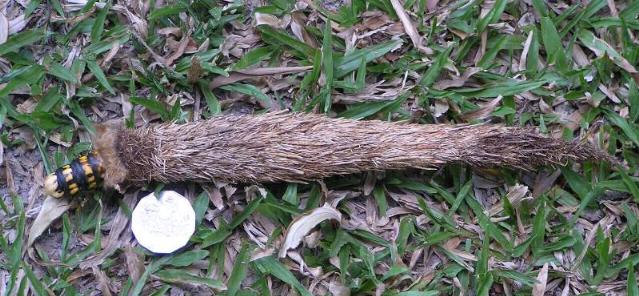 Metura aristocosma