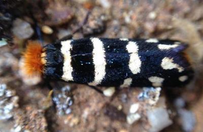 Iphierga chrysopa