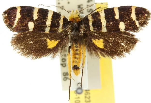 Iphierga chrysopa