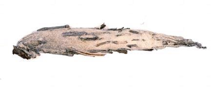 Metura falcata