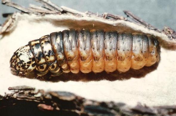 Hyalarcta huebneri