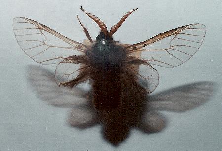 Hyalarcta huebneri