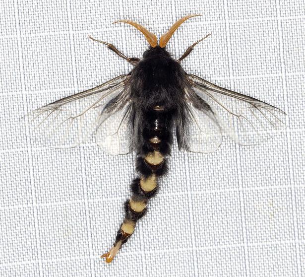 Hyalarcta huebneri