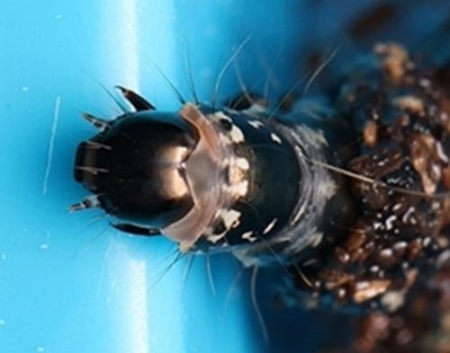 Cebysa leucotelus larva