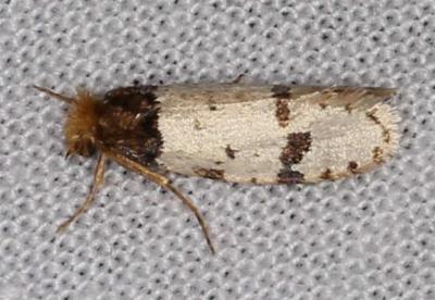 Iphierga macarista