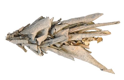 Metura phyllosacca