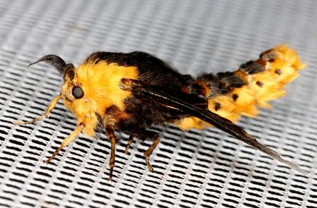 Metura phyllosacca