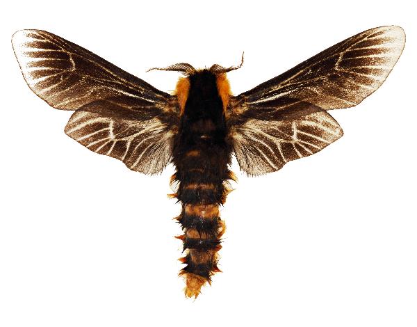 Metura phyllosacca