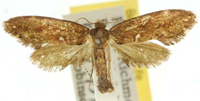 Napecoetes scoteina