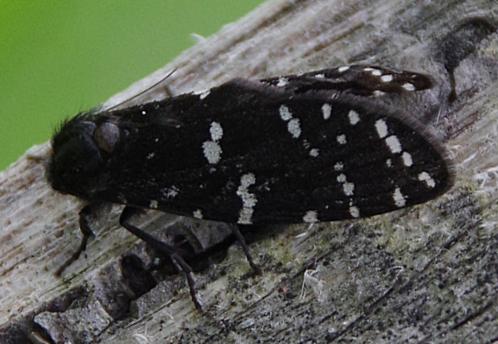 Lepidoscia stellaris