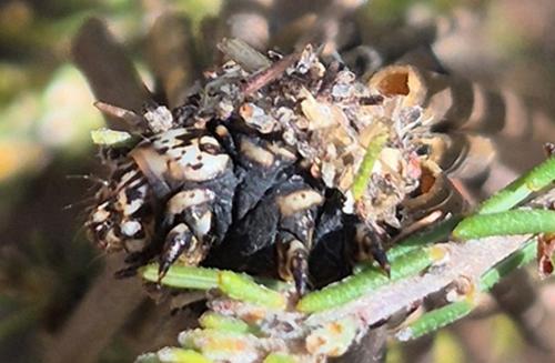 Lomera zophopepla